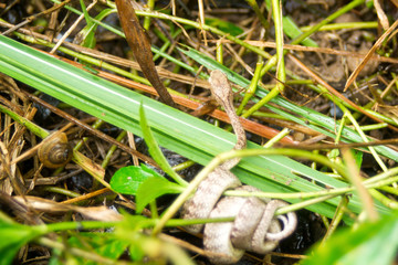 Grass snake