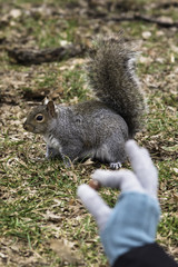 Squirrel Teased with a Nut