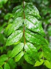 Wet small green leaf on long red thin branch, with rain water drops, blurred tree plant bush background, vertical shot