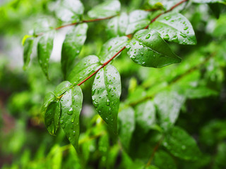 Wet small green leaf on long red thin branch, with rain water drops, blurred tree plant bush and white cement wall, clay tile footpath floor background, perspective horizontal shot