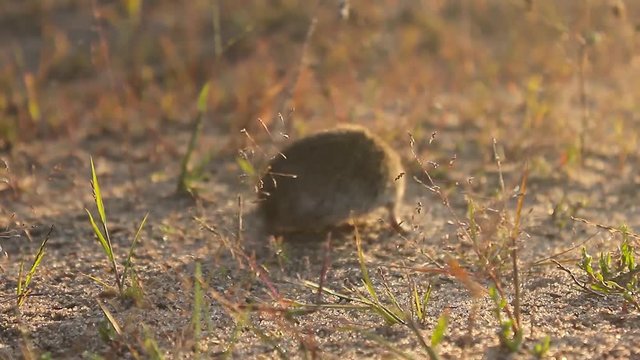 Eastern House Mouse - Mus musculus on the ground, brown background