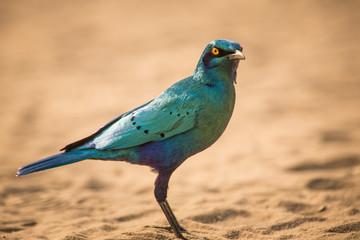 Greater Blue-eared Starling