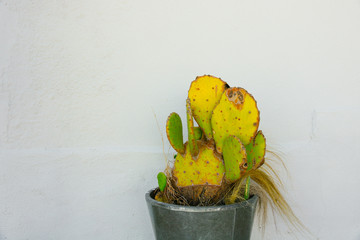 Prickly Pear  Cactus