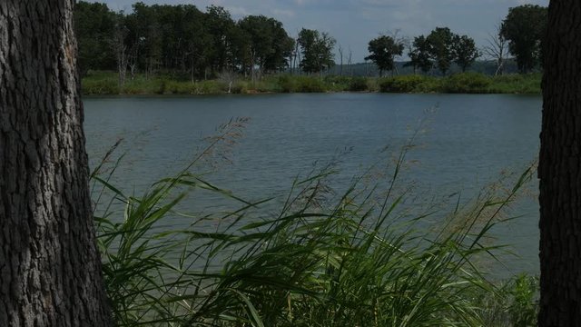 Close up of tall shrubs swaying in the breeze by the bank of a lake 