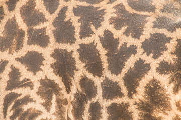 Giraffe hide, Botswana