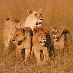 Lioness with cubs