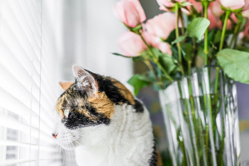 Closeup portrait of calico cat sitting on kitchen room table looking outside by pink rose flowers in vase