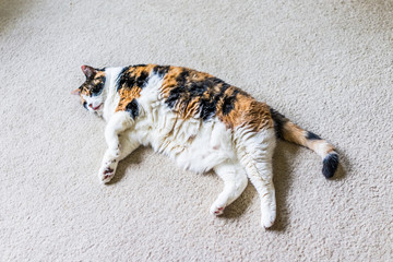 Closeup of lazy calico cat lying on carpet in home living room