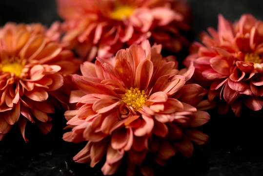 Close up view of mums flowers on black background
