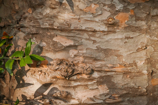 Kauri Pine bark