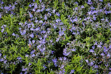 Obraz premium Rosemary in flower