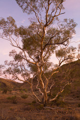 Gum Tree Bunyeroo Valley, Hawker, SA