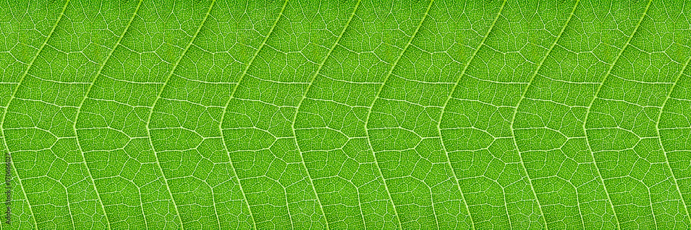 Poster horizontal green leaf texture for pattern and background