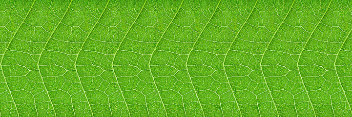 horizontal green leaf texture for pattern and background