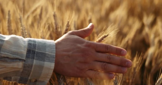 Close-up of Man's Hand Running Through Wheat Field, dolly shot. SLOW MOTION 4K DCi. Young Farmer touching wheat ears at sunrise. Sun lens flare. Good harvest concept. Cinematic morning shot
