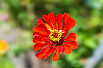 Macro closeup of red zinnia flower with bokeh background of green garden