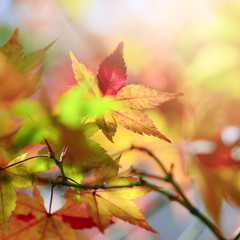 Maple Tree Garden in Autumn.