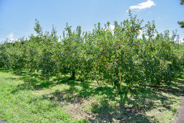 りんご農園