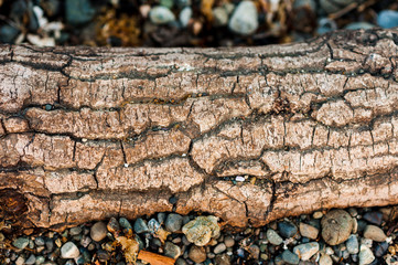 Abstract background texture of beach driftwood