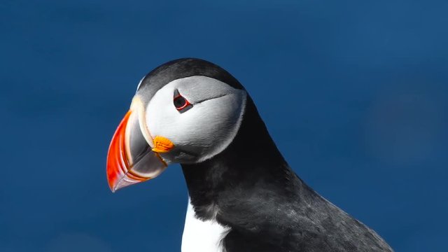 Atlantic Puffins enjoy a beautiful spring day on the Langanes Peninsula in North Iceland
