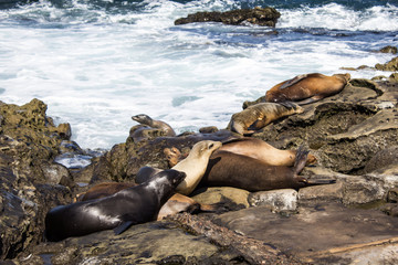 Group of Sea Lions at the ocean