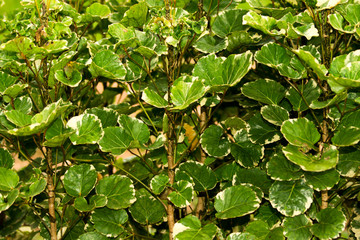 Polyscias balfouriana