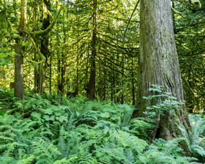 Green old forest in the mountain of British Columbia Canada.