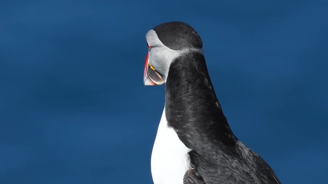 Atlantic Puffins enjoy a beautiful spring day on the Langanes Peninsula in North Iceland