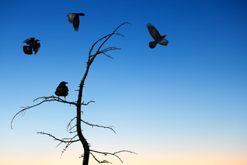 Halloween background with flying ravens