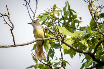 Great crested flycatcher