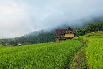 Top view of the rice paddy fields in northern Thailand