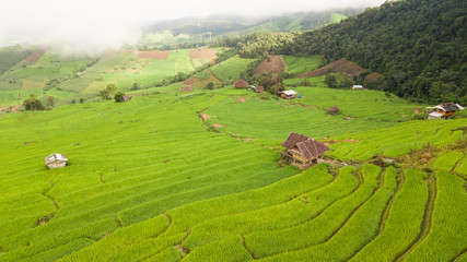 Top view of the rice paddy fields in northern Thailand