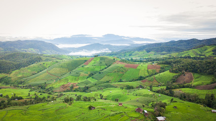 Top view of the rice paddy fields in northern Thailand