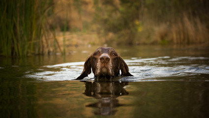 German Shorthair Pointer dog outdoor portrait swimming in pond