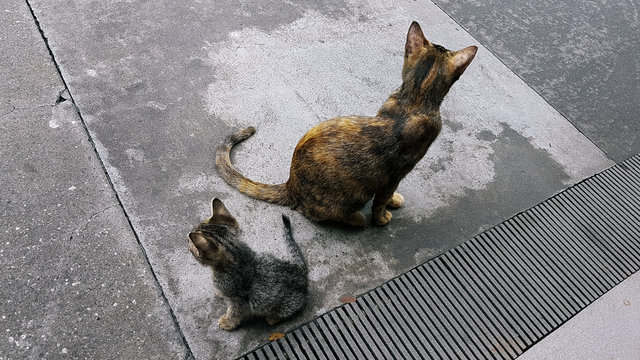 Stray cats back to back on the street.