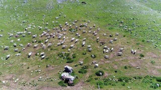 Vista aerea di una mandria di mucche al pascolo in alta montagna