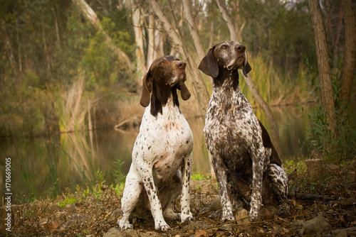 Two German Shorthair Pointer Dogs Outdoors Sitting By Pond In
