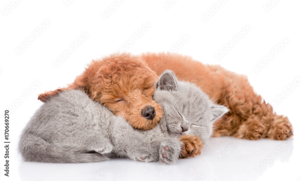 Wall mural Poodle puppy and tiny kitten sleeping together. isolated on white background