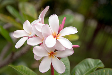 Plumeria flowers with defocused background