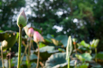 Pink lotus in the water