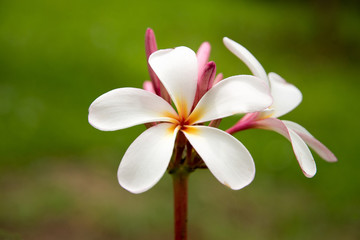 Plumeria flowers with defocused background