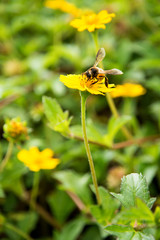 Bee pollinating  yellow  flower