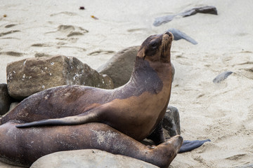 Adult Sea Lion on sand