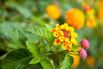 Spanish Flag (Lantana camara)