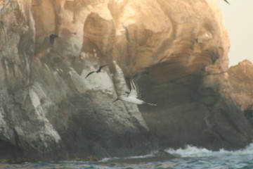 Blue footed boobies flying around Isla Isabel coast close to Mexican Pacific coast