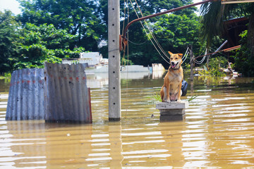 A dog is lost to the owner while flooding