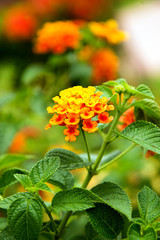 Spanish Flag (Lantana camara)