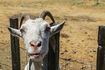 Obraz premium Goat Staring 