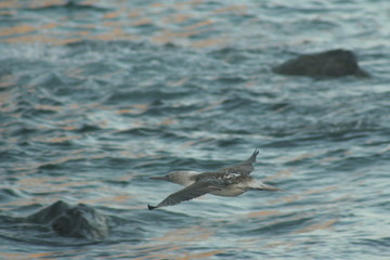 Fototapeta premium Blue footed boobies flying around Isla Isabel coast close to Mexican Pacific coast