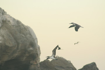 Blue footed boobies flying around Isla Isabel coast close to Mexican Pacific coast